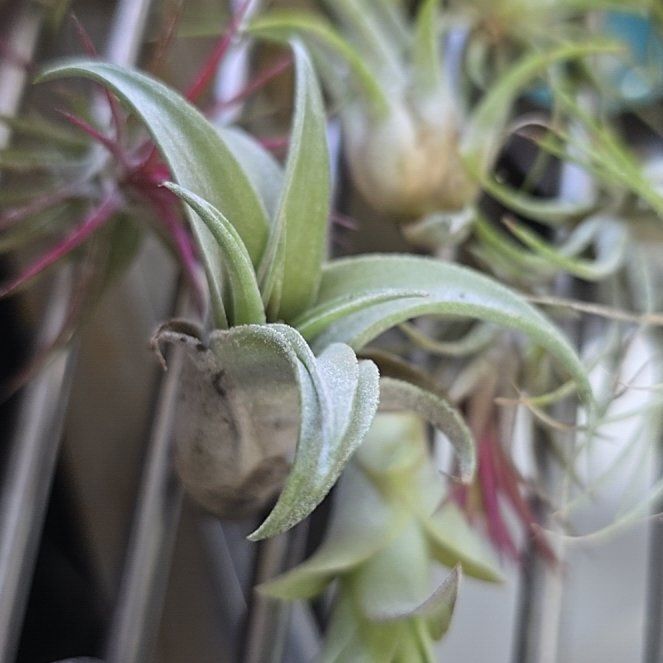 Photo of the plant species Tillandsia Erubescens by @SubtleMaitake77 named Huckleberry Fern on Greg, the plant care app