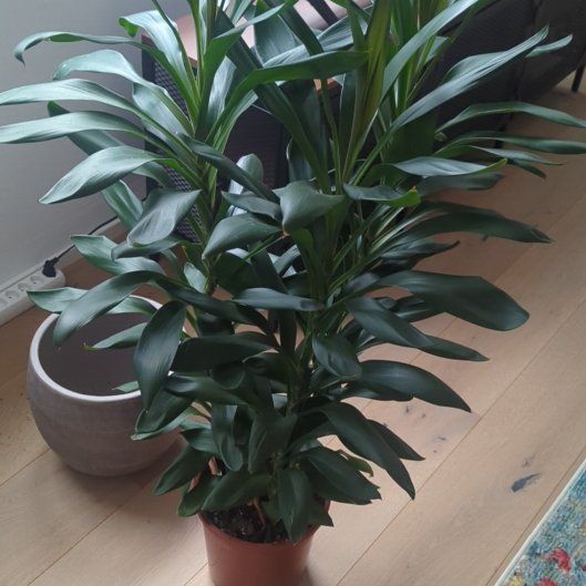 Photo of the plant species Cordyline Glauca by @GemRedbeech10 named Cordi on Greg, the plant care app