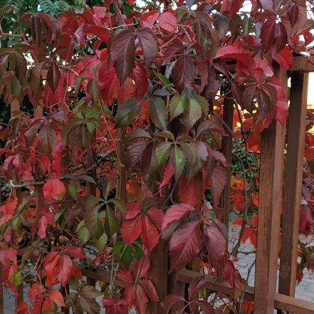 Photo of the plant species Virginia Creeper by @YoungBeebalm1 named Prince on Greg, the plant care app