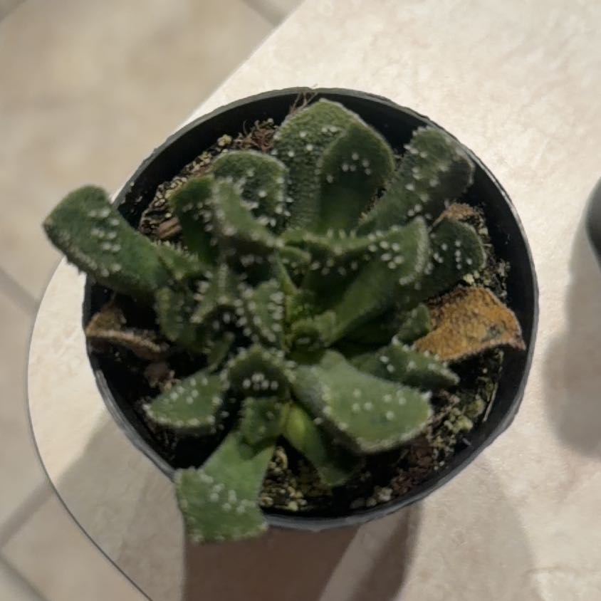 Photo of the plant species Aloinopsis luckhoffii by @ElderRedlog10 named Athena on Greg, the plant care app