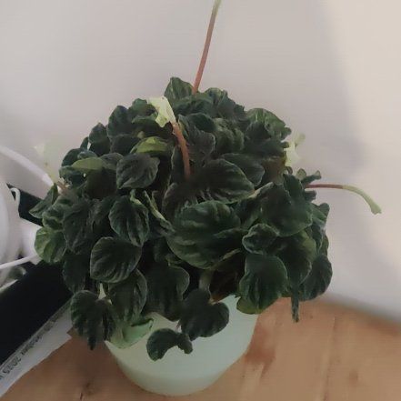 Photo of the plant species peperomia lilian by @EagerDovetree14 named Shrek on Greg, the plant care app
