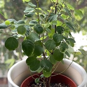 Photo of the plant species Hawaiian Snow Bush by @SwellIcarus83 named Fe on Greg, the plant care app