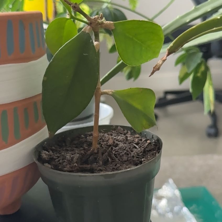 Photo of the plant species Backet Plant by @ZealousMakura named Achilles on Greg, the plant care app