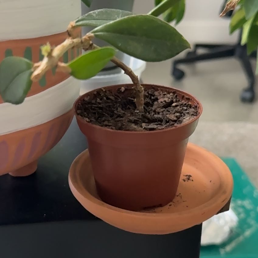 Photo of the plant species Backet Plant by @ZealousMakura named Lebron on Greg, the plant care app