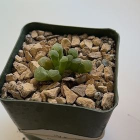 Photo of the plant species Fairy Elephant's Feet by @ZealousMakura named Terra on Greg, the plant care app