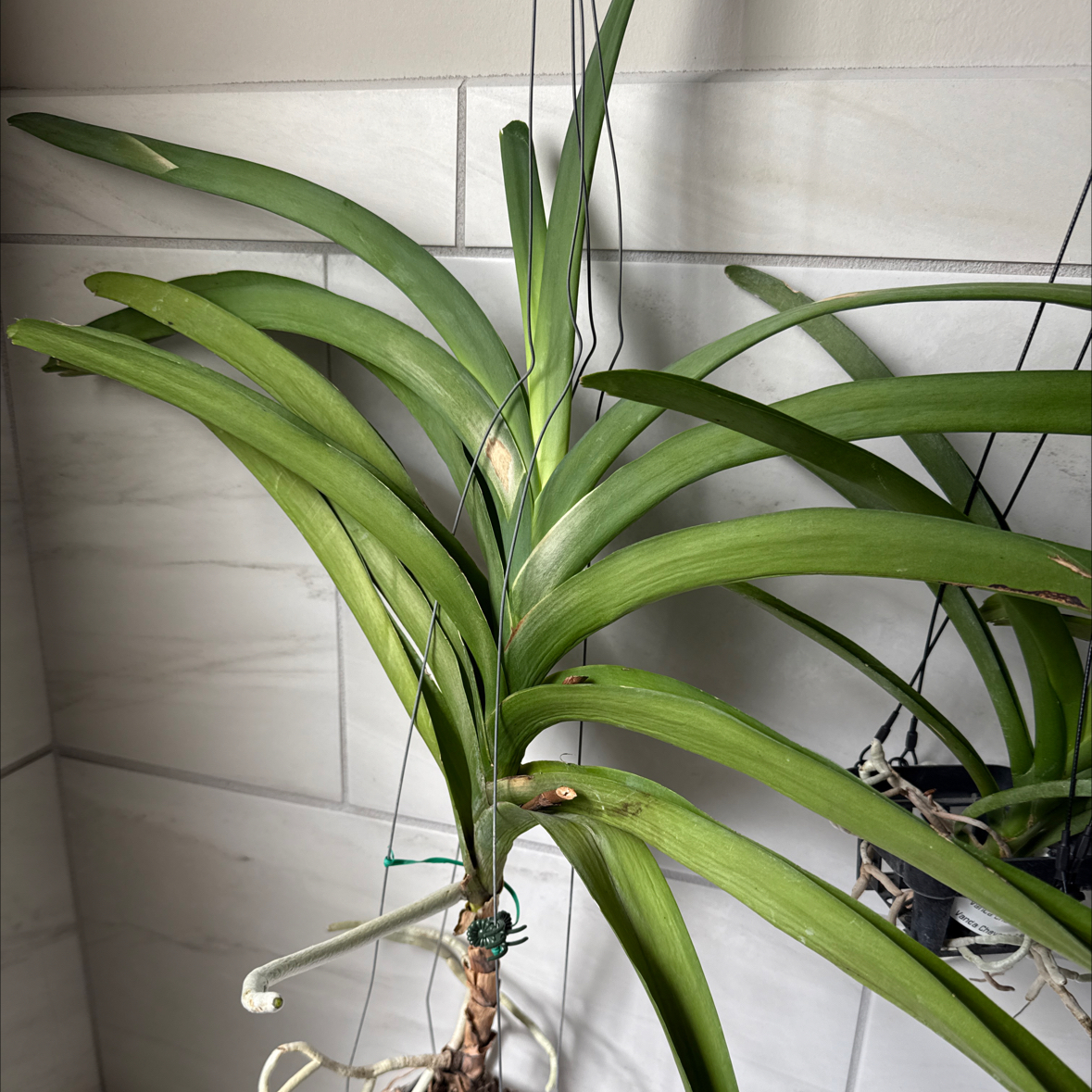 Photo of the plant species Vanda Orchid by @ZealousMakura named Osmo on Greg, the plant care app