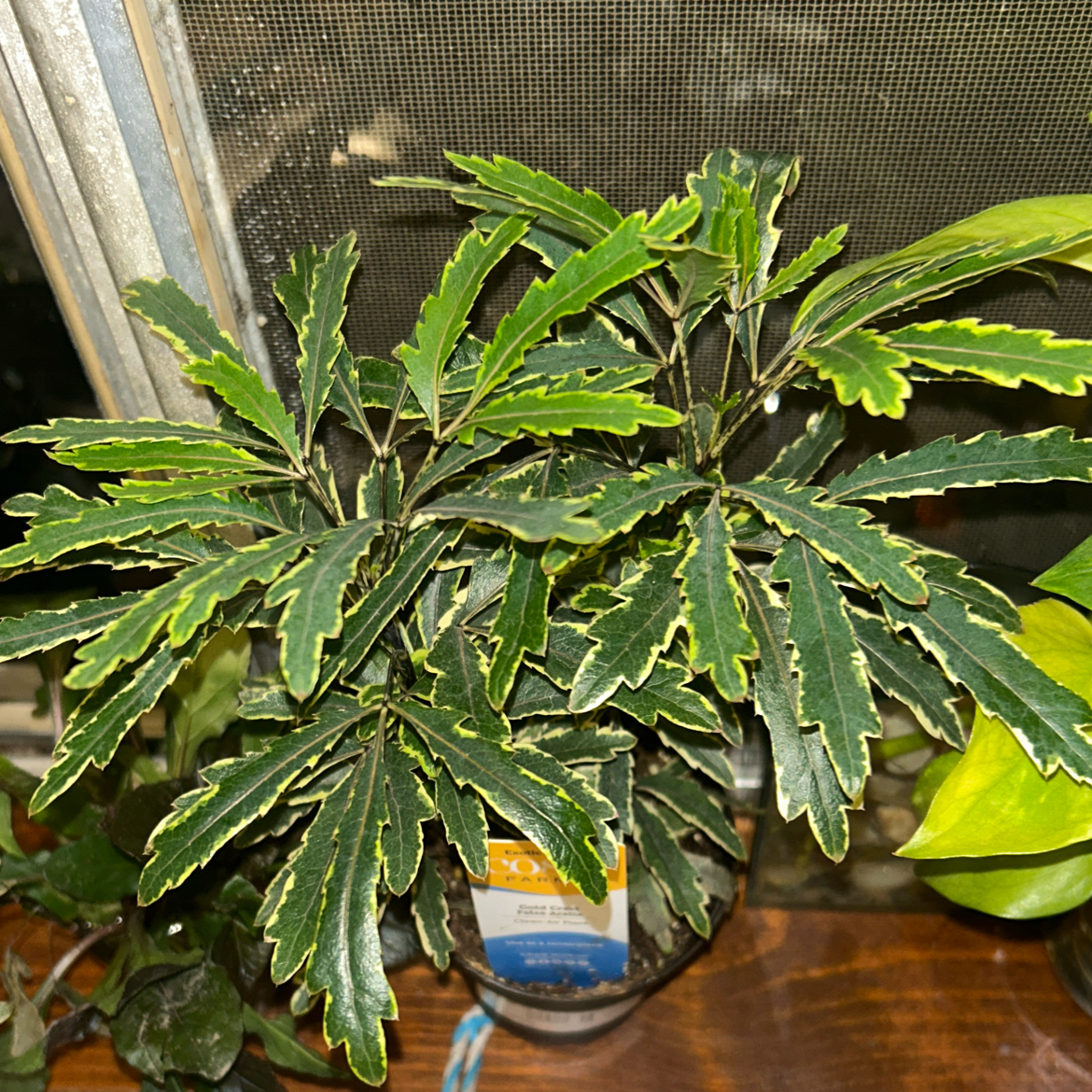 Photo of the plant species gold crest false aralia by @HipRamsons87 named Apollo on Greg, the plant care app