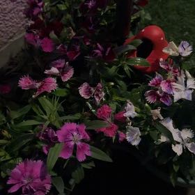 Photo of the plant species Dianthus by @GloriousBroom66 named Winston on Greg, the plant care app