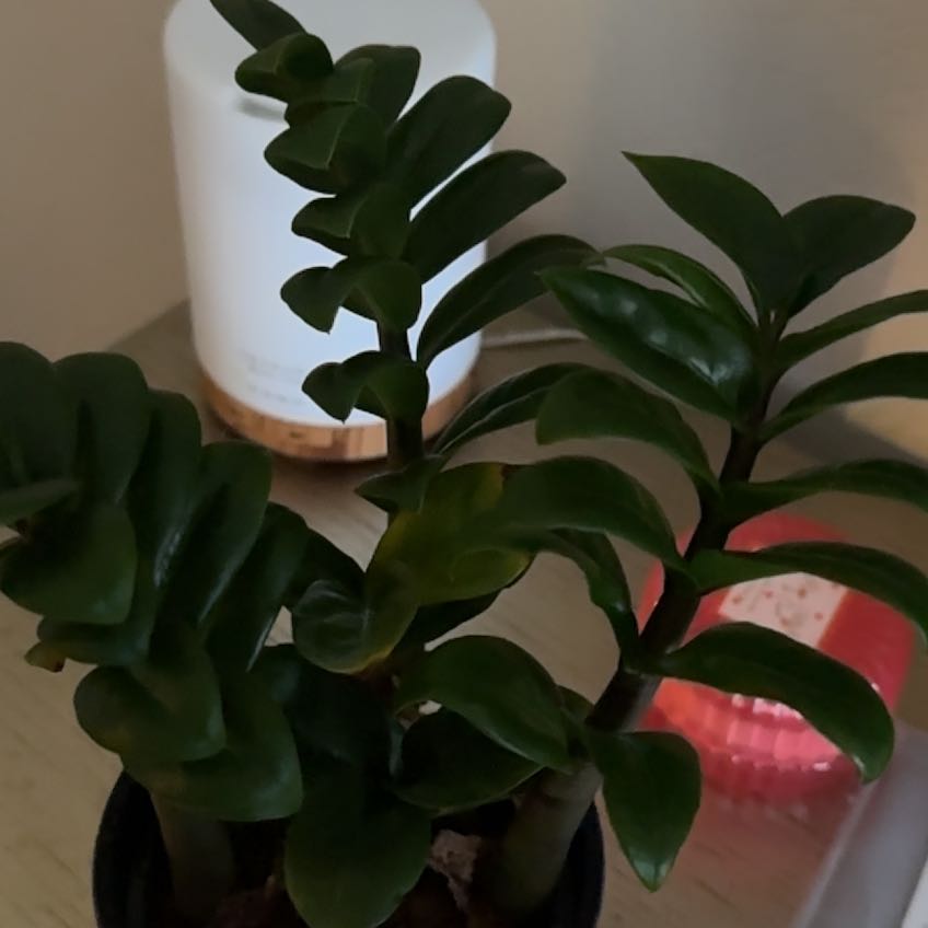 Photo of the plant species ZZ Zenzi by @CaptainCanna67 named Daphne on Greg, the plant care app