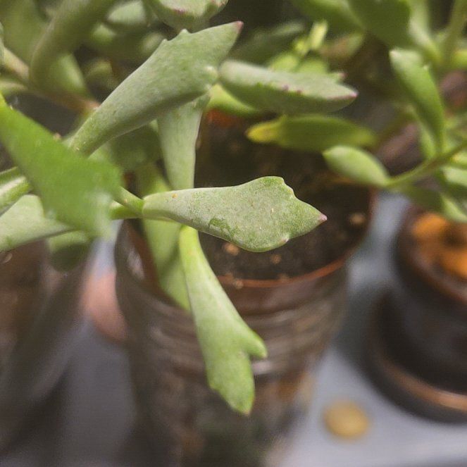 Photo of the plant species Finger Aloe by @MerryOmnom28 named Kobe on Greg, the plant care app