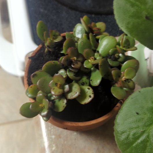 Photo of the plant species Compact Jade by @GoddessCanna91 named Duke on Greg, the plant care app