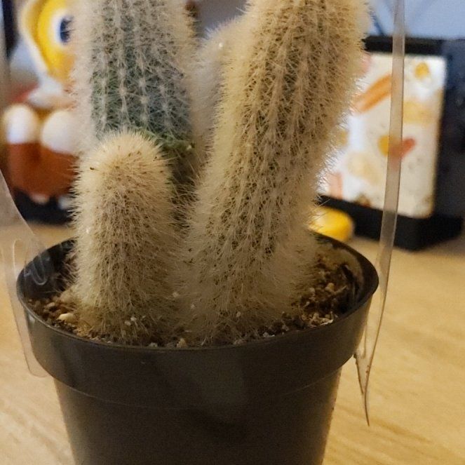 Photo of the plant species Espostoa senilis. by @GemCamellia67 named Surya on Greg, the plant care app