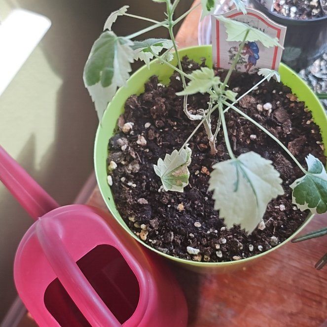 Photo of the plant species Flowering Maple by @PlantLover76 named Surya on Greg, the plant care app
