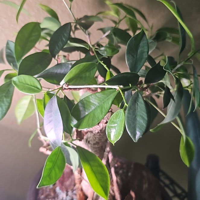 Photo of the plant species Ficus Bonsai by @PlantLover76 named Fernie Saunders on Greg, the plant care app