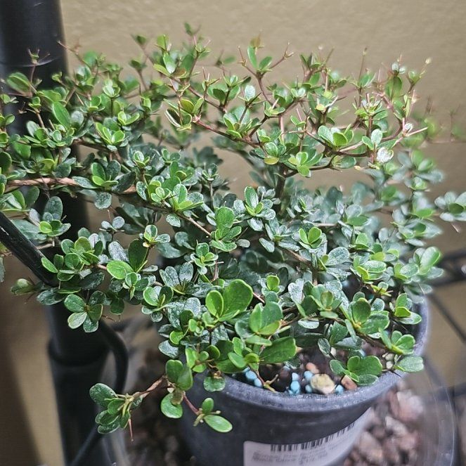 Plant care for shady lady black olive tree on Greg, the plant care app