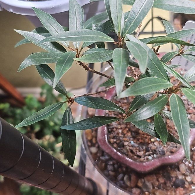 Photo of the plant species Willow Leaf Fig by @PlantLover76 named Scarlett on Greg, the plant care app