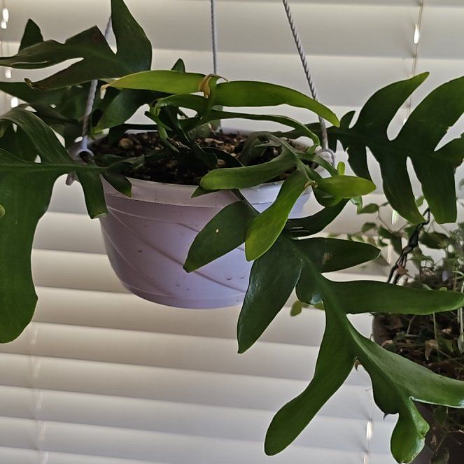 Photo of the plant species shark fin cactus by @PlantLover76 named Figyonce on Greg, the plant care app