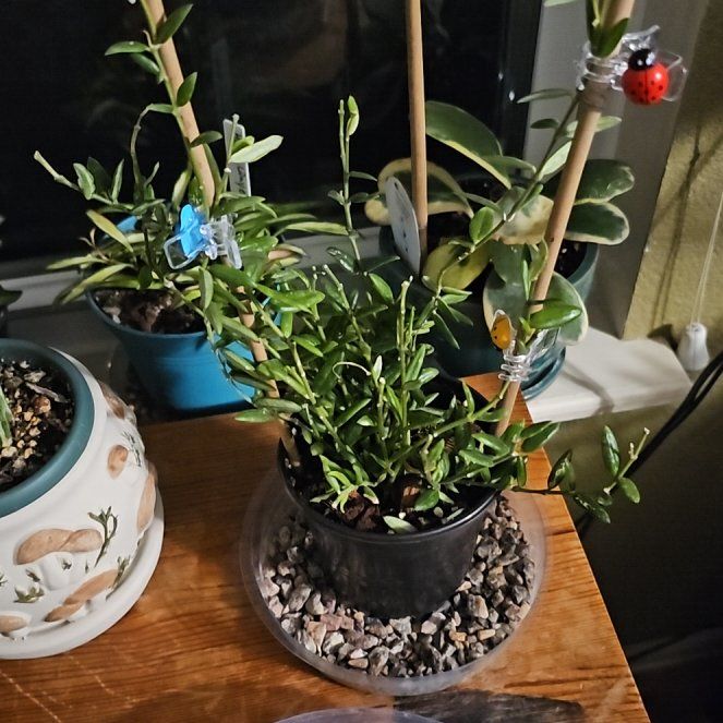 Photo of the plant species Waxflower by @PlantLover76 named Sahara Hoya Engleriana on Greg, the plant care app