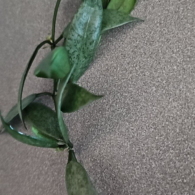 Photo of the plant species Snow Caps Hoya Lacunosa by @PlantLover76 named Keanu Leaves White Pearl on Greg, the plant care app