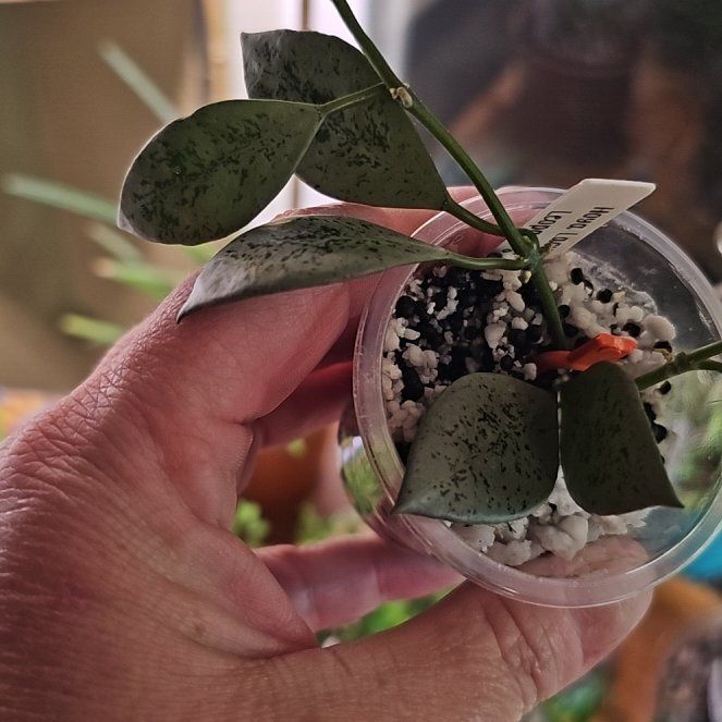 Photo of the plant species Hoya lacunosa 'Leopard' by @PlantLover76 named Girlfrond Lacunosa on Greg, the plant care app