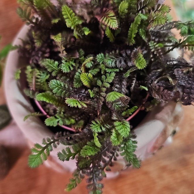 Photo of the plant species Brass Buttons by @PlantLover76 named Baesil on Greg, the plant care app