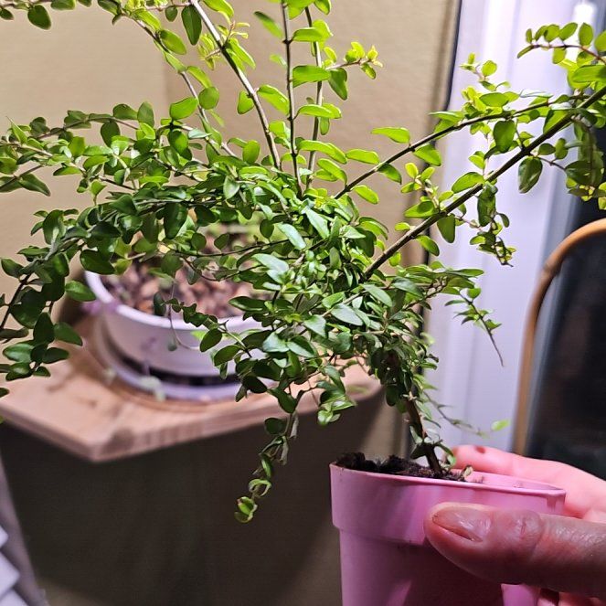 Photo of the plant species Box Honeysuckle by @PlantLover76 named Bruce Lee on Greg, the plant care app