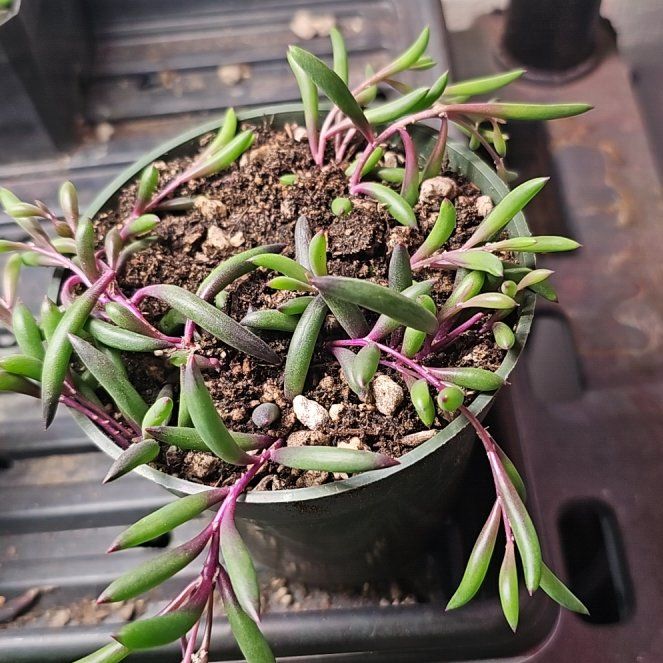 Photo of the plant species Ruby Necklace Plant by @PlantLover76 named Sage on Greg, the plant care app