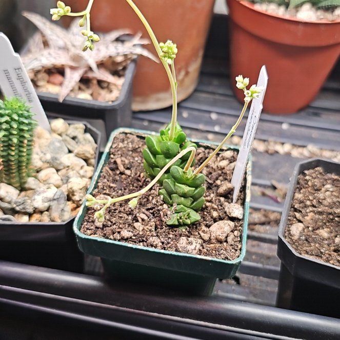 Photo of the plant species Marchand's Crassula by @PlantLover76 named Wall-E on Greg, the plant care app