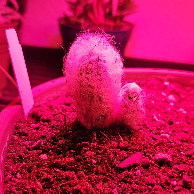 Photo of the plant species Peruvian Old Lady Cactus by @PlantLover76 named Captain Plant-it on Greg, the plant care app