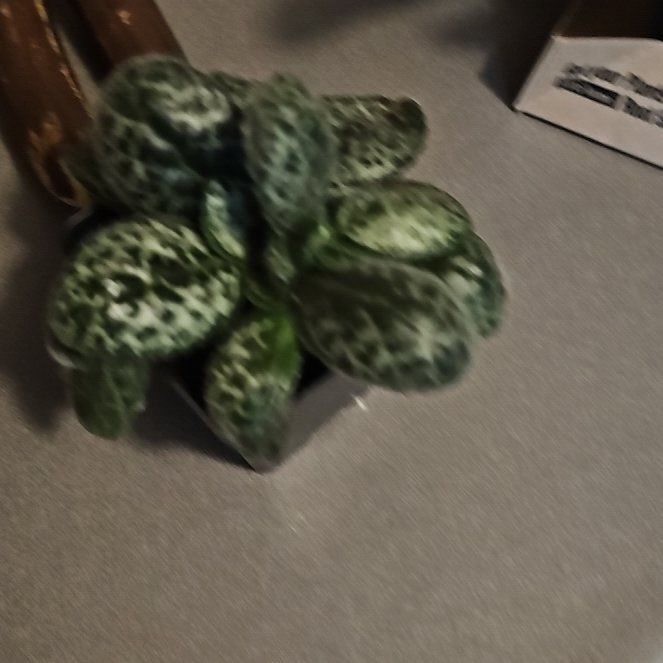 Photo of the plant species Streptocarpus 'Pretty Turtle' by @PlantLover76 named Gates on Greg, the plant care app