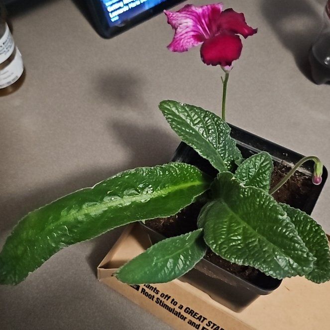 Photo of the plant species Cape Primrose by @PlantLover76 named Hamilton on Greg, the plant care app