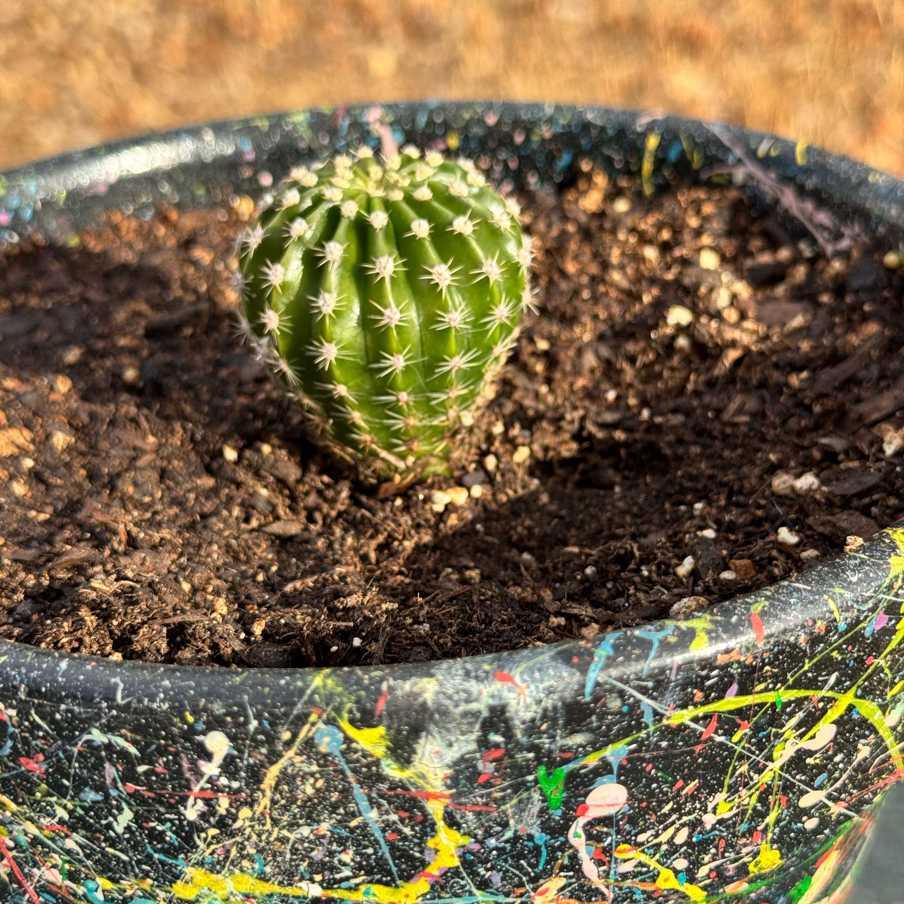 Photo of the plant species Rebutia krainziana by @AbleBanksrose named Figyonce on Greg, the plant care app