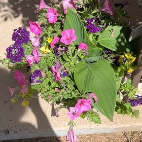 Photo of the plant species Mixed Flowers by @GroundedCorncob named Hamilton on Greg, the plant care app