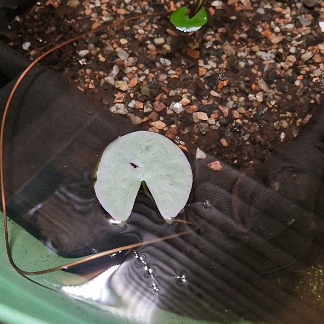 Photo of the plant species European White Waterlily by @CaringOnion72 named Annie on Greg, the plant care app