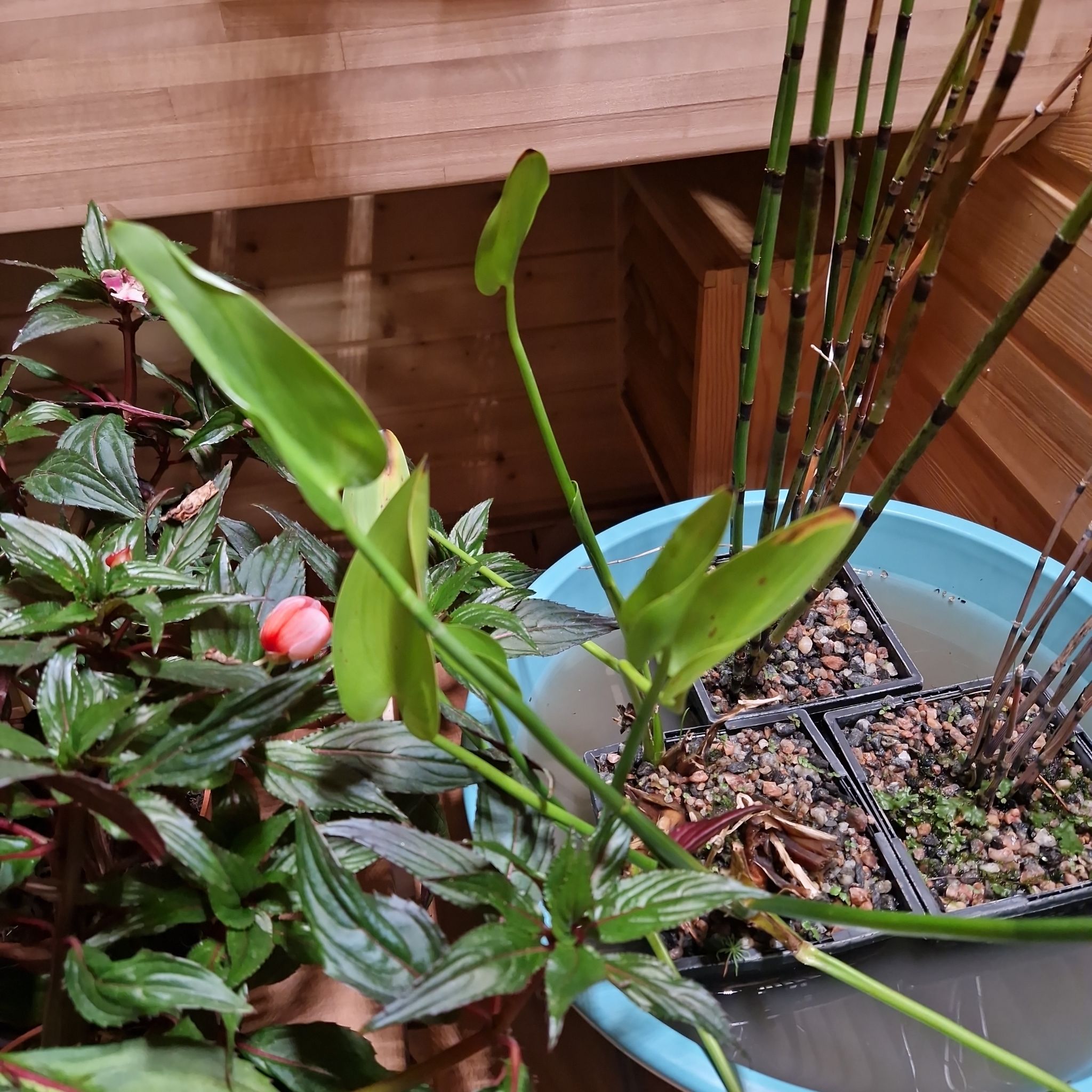 Photo of the plant species Pickerelweed by @CaringOnion72 named Ella on Greg, the plant care app