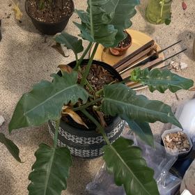 Photo of the plant species Philodendron Narrow Tiger Tooth by @GaietyRuby58 named Bieber on Greg, the plant care app