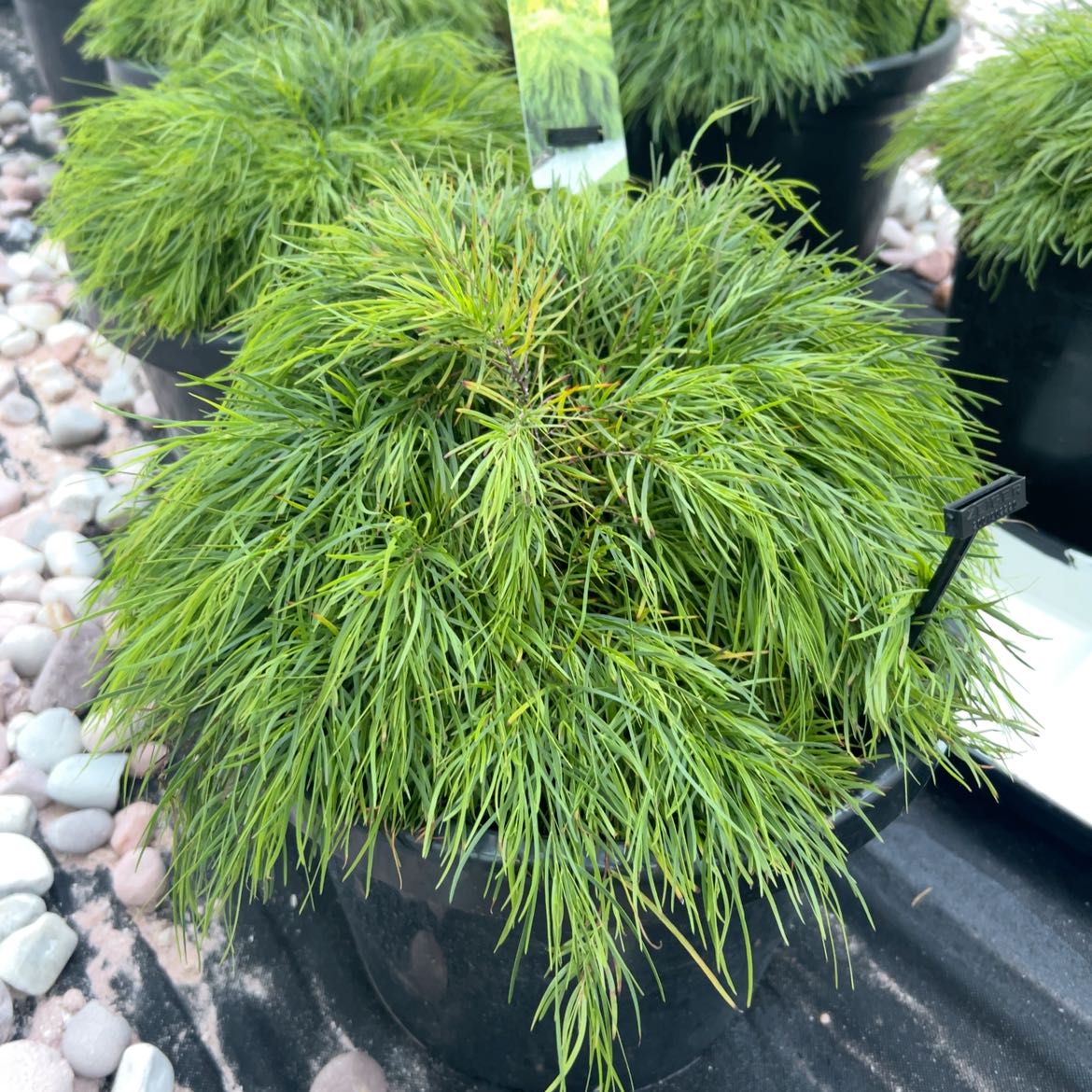 Photo of the plant species Acacia Limelight by @WinKanono54 named Marley on Greg, the plant care app