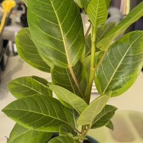 Photo of the plant species Florida Strangler Fig by @GeniusBentgrass named Lavender on Greg, the plant care app