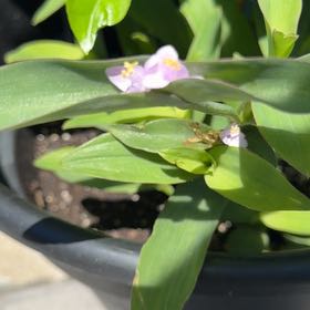 Photo of the plant species Ceylon Spinach by @GeniusBentgrass named Leonardo on Greg, the plant care app