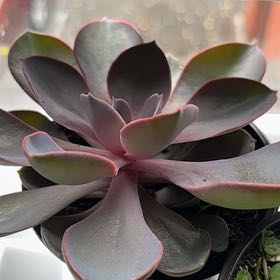 Photo of the plant species Echeveria 'Purple Perle von Nurnberg' by @GrownAnacua68 named Evely on Greg, the plant care app