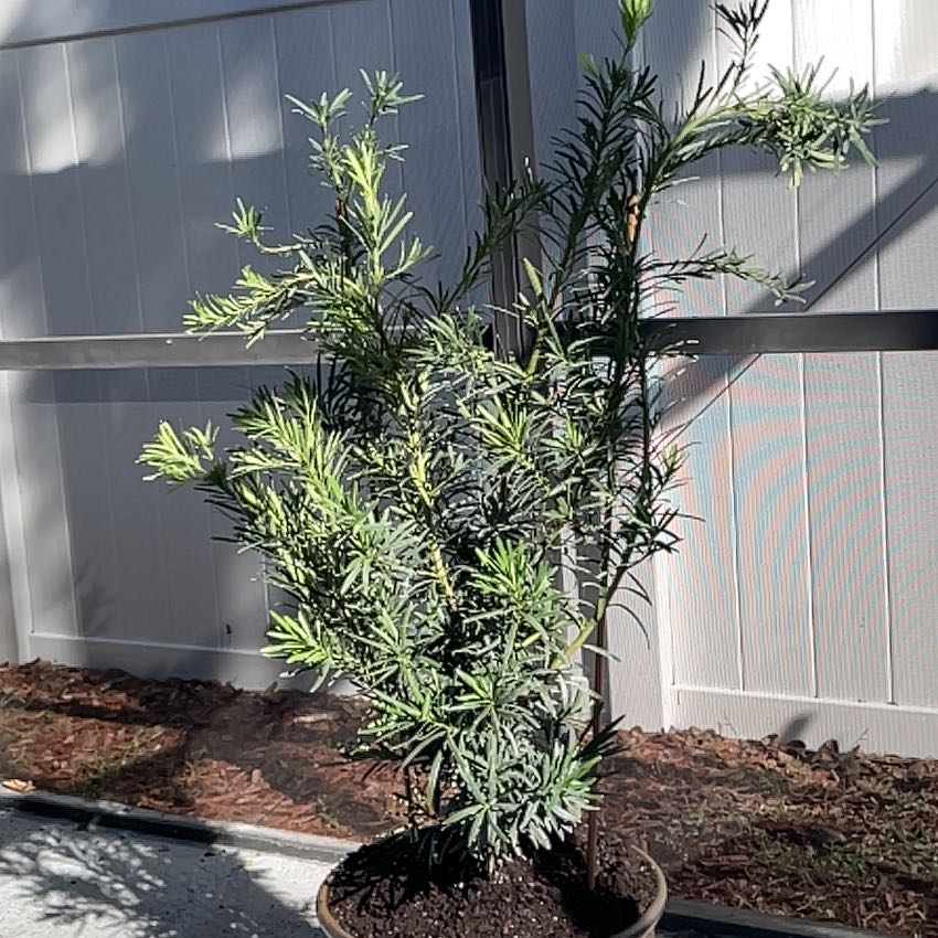 Photo of the plant species Podocarpus Plant by @TripC named Pringles on Greg, the plant care app