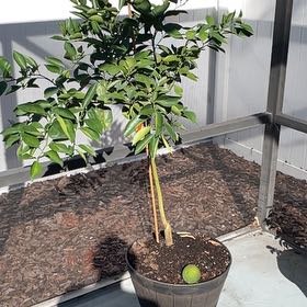 Photo of the plant species Valencia Orange by @TripC named Valencia on Greg, the plant care app