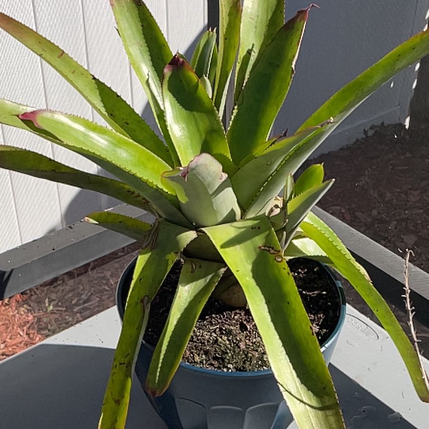 Photo of the plant species Neoregelia 'Fireball' by @TripC named Neoregelia Olens on Greg, the plant care app