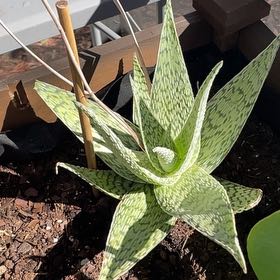 Photo of the plant species Aloe 'Delta Lights' by @TripC named Griffin on Greg, the plant care app
