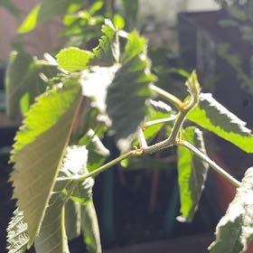 Photo of the plant species Blackberry 'Black Satin' by @TripC named Blackberry on Greg, the plant care app