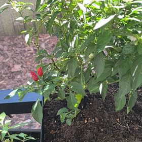 Photo of the plant species Super Chili Pepper by @TripC named Kiedis on Greg, the plant care app
