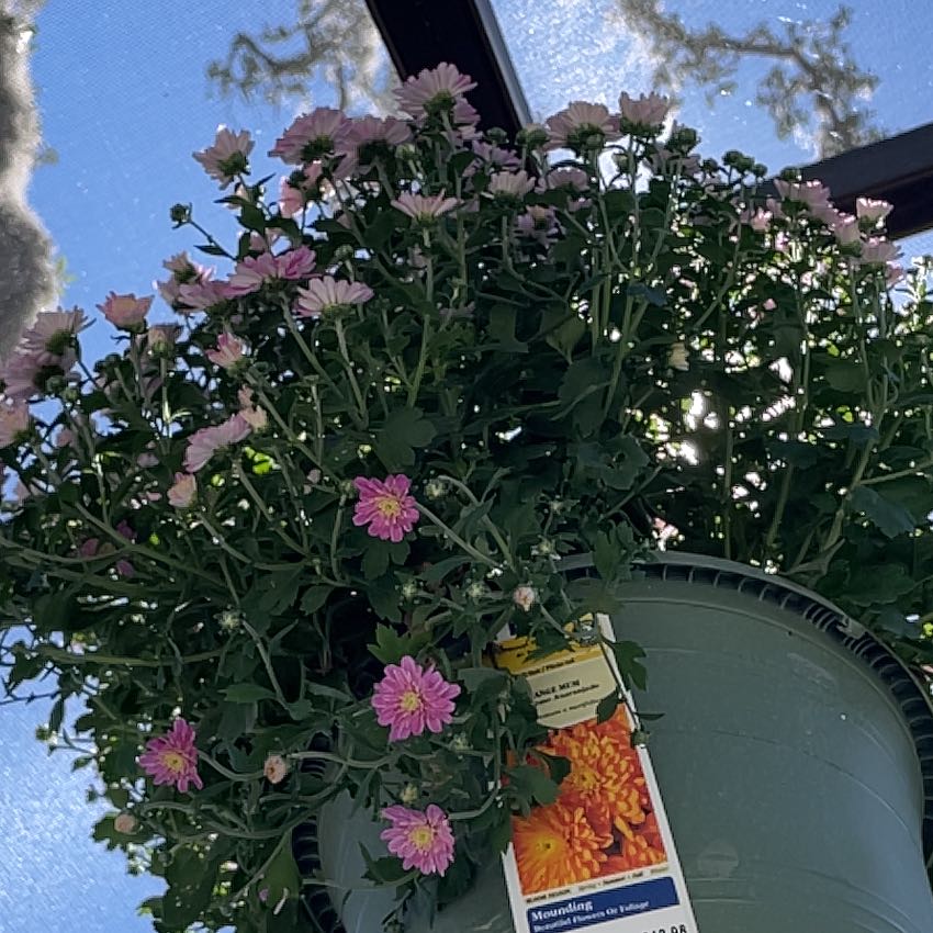 Photo of the plant species Florist's Daisy by @TripC named Orange Mum on Greg, the plant care app