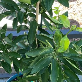 Photo of the plant species Mandarin orange by @TripC named Robinson Tangerine on Greg, the plant care app