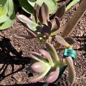Photo of the plant species Graptoveria Juliana by @TripC named Graptoveria Juliana on Greg, the plant care app