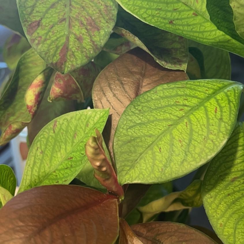 Photo of the plant species African poinsettia by @ZestyGinseng25 named Peter Parker on Greg, the plant care app